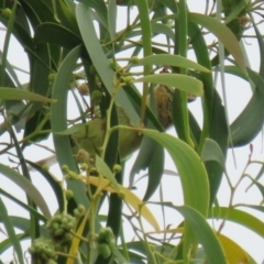 Acanthiza nana at Fyshwick, ACT - 19 Feb 2021