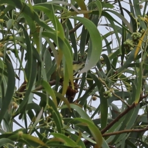 Acanthiza nana at Fyshwick, ACT - 19 Feb 2021