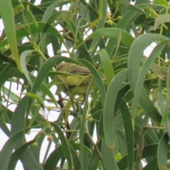 Acanthiza nana at Fyshwick, ACT - 19 Feb 2021