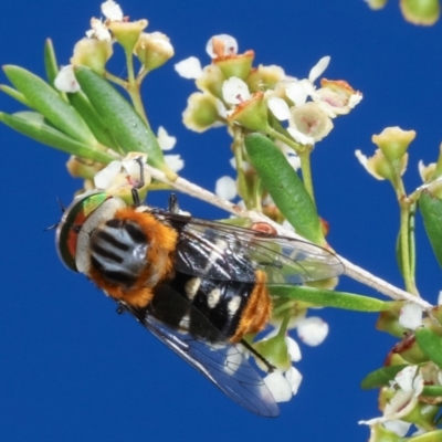 Scaptia (Scaptia) auriflua (A flower-feeding march fly) at Dunlop, ACT - 19 Feb 2021 by kasiaaus