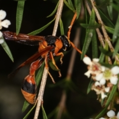 Delta bicinctum at Dunlop, ACT - 19 Feb 2021