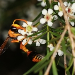 Delta bicinctum at Dunlop, ACT - 19 Feb 2021 05:21 PM