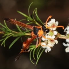 Delta bicinctum at Dunlop, ACT - 19 Feb 2021 05:21 PM