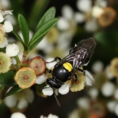 Hylaeus (Hylaeorhiza) nubilosus (A yellow-spotted masked bee) at Dunlop, ACT - 19 Feb 2021 by kasiaaus