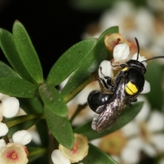 Hylaeus (Hylaeorhiza) nubilosus at Dunlop, ACT - 19 Feb 2021