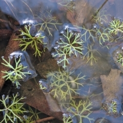 Ranunculus inundatus (River Buttercup) at Currawang, NSW - 14 Feb 2021 by camcols