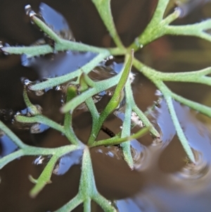 Ranunculus inundatus at Currawang, NSW - 14 Feb 2021