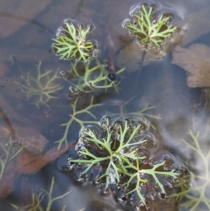 Ranunculus inundatus at Currawang, NSW - 14 Feb 2021
