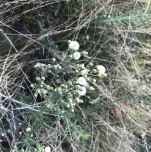 Erigeron sp. at Griffith, ACT - 20 Feb 2021 06:10 PM