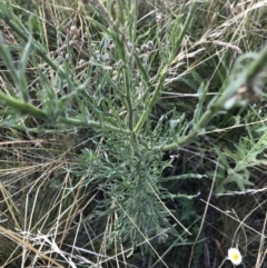 Erigeron sp. at Griffith, ACT - 20 Feb 2021