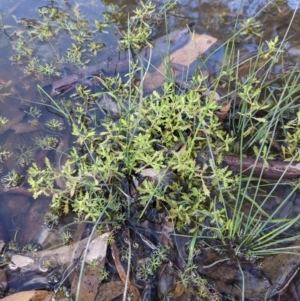 Centipeda cunninghamii at Currawang, NSW - 14 Feb 2021