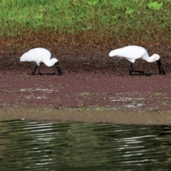 Platalea regia (Royal Spoonbill) at Wonga Wetlands - 19 Feb 2021 by Kyliegw