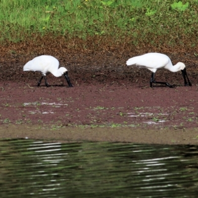 Platalea regia (Royal Spoonbill) at Albury - 19 Feb 2021 by Kyliegw