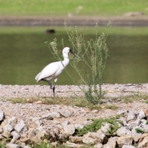 Platalea regia at Albury - 20 Feb 2021 09:25 AM