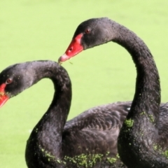 Cygnus atratus (Black Swan) at Albury - 19 Feb 2021 by Kyliegw