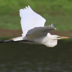 Ardea alba (Great Egret) at Wonga Wetlands - 19 Feb 2021 by Kyliegw