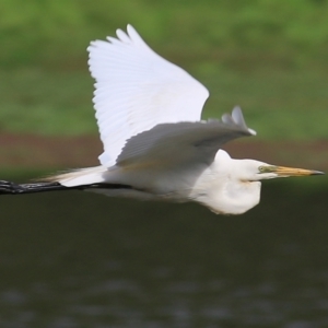 Ardea alba at Albury - 20 Feb 2021