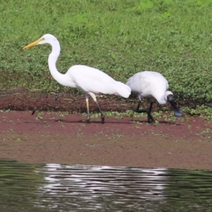 Ardea alba at Albury - 20 Feb 2021