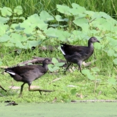 Gallinula tenebrosa (Dusky Moorhen) at Albury - 20 Feb 2021 by KylieWaldon