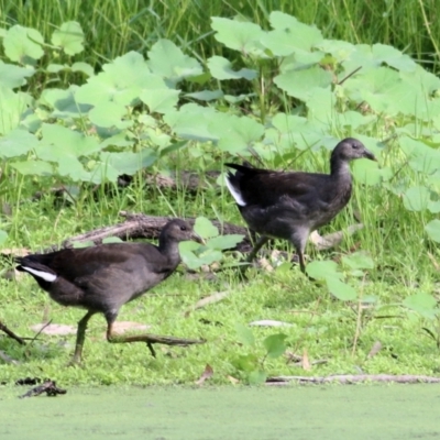 Gallinula tenebrosa (Dusky Moorhen) at Wonga Wetlands - 20 Feb 2021 by KylieWaldon