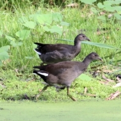 Gallinula tenebrosa at Wonga Wetlands - 20 Feb 2021