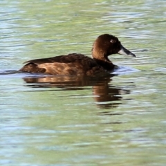 Aythya australis (Hardhead) at Albury - 19 Feb 2021 by Kyliegw