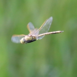 Anax papuensis at Splitters Creek, NSW - 20 Feb 2021