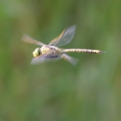 Anax papuensis at Splitters Creek, NSW - 20 Feb 2021