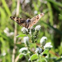 Junonia villida (Meadow Argus) at Splitters Creek, NSW - 19 Feb 2021 by Kyliegw