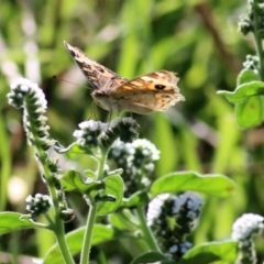 Junonia villida at Albury - 20 Feb 2021 10:03 AM