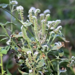 Heliotropium europaeum (Common Heliotrope, Potato Weed) at Splitters Creek, NSW - 20 Feb 2021 by KylieWaldon