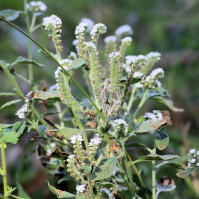 Heliotropium europaeum (Common Heliotrope, Potato Weed) at Albury - 19 Feb 2021 by Kyliegw