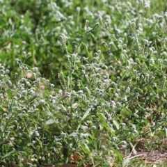 Heliotropium europaeum at Splitters Creek, NSW - 20 Feb 2021 10:05 AM