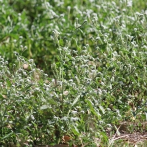 Heliotropium europaeum at Splitters Creek, NSW - 20 Feb 2021