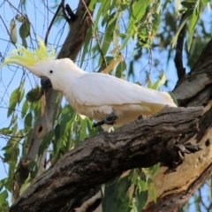 Cacatua galerita (Sulphur-crested Cockatoo) at Albury - 19 Feb 2021 by Kyliegw