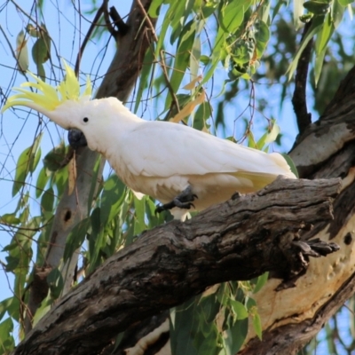 Cacatua galerita (Sulphur-crested Cockatoo) at Wonga Wetlands - 19 Feb 2021 by Kyliegw