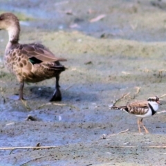 Charadrius melanops (Black-fronted Dotterel) at Albury - 19 Feb 2021 by Kyliegw
