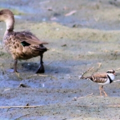 Charadrius melanops (Black-fronted Dotterel) at Wonga Wetlands - 20 Feb 2021 by KylieWaldon