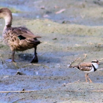 Charadrius melanops (Black-fronted Dotterel) at Wonga Wetlands - 20 Feb 2021 by KylieWaldon