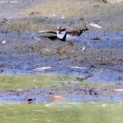 Charadrius melanops at Splitters Creek, NSW - 20 Feb 2021