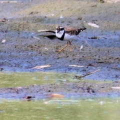 Charadrius melanops at Splitters Creek, NSW - 20 Feb 2021 09:33 AM