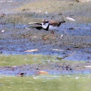 Charadrius melanops at Splitters Creek, NSW - 20 Feb 2021