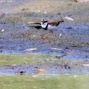 Charadrius melanops at Splitters Creek, NSW - 20 Feb 2021 09:33 AM