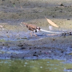 Charadrius melanops at Splitters Creek, NSW - 20 Feb 2021 09:33 AM