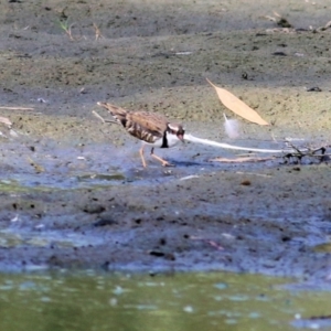 Charadrius melanops at Splitters Creek, NSW - 20 Feb 2021 09:33 AM