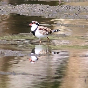 Charadrius melanops at Splitters Creek, NSW - 20 Feb 2021 09:33 AM