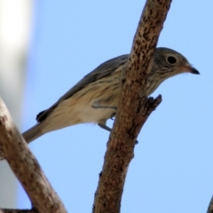 Pachycephala rufiventris (Rufous Whistler) at Wonga Wetlands - 20 Feb 2021 by KylieWaldon