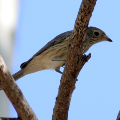 Pachycephala rufiventris (Rufous Whistler) at Wonga Wetlands - 19 Feb 2021 by Kyliegw