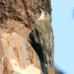 Cormobates leucophaea (White-throated Treecreeper) at Splitters Creek, NSW - 19 Feb 2021 by Kyliegw