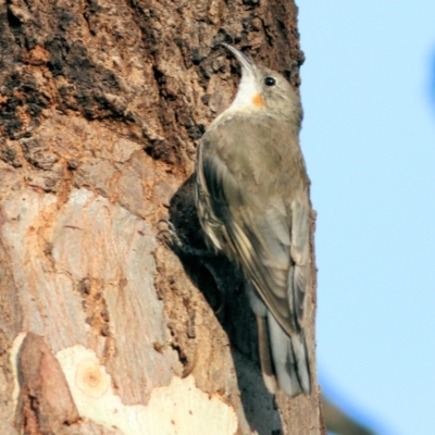 Cormobates leucophaea (White-throated Treecreeper) at Albury - 19 Feb 2021 by Kyliegw